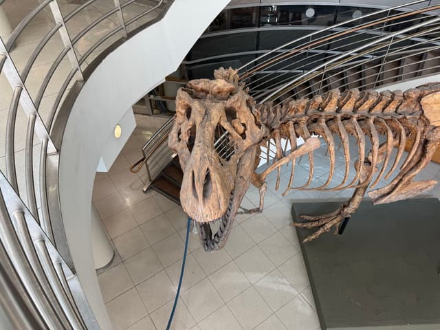a view of a T. rex skeleton from above