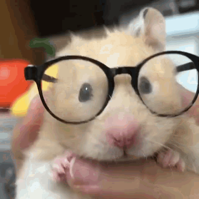 hamster with glasses